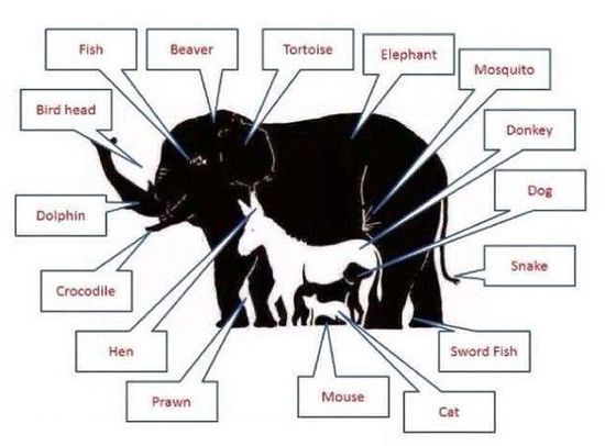 koliko živali pa vi vidite rešitev - Koliko živali pa vi vidite? Zagotovo ne vseh!