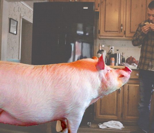 Kaj pravite na takšnega hišnega ljubljenčka? 🐷