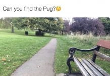 Na tej sliki je pes, ampak ga nihče ne najde 🐶