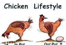 Tako izgleda življenjski cikel kokoši 🐔