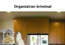 Organiziran kriminal po novem izgleda tako!