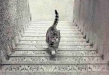 Gre ta mačka gor ali dol po stopnicah. Optična iluzija ki vas bo pustila zmedene - Zabava za vsak dan