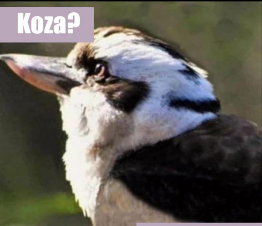 Katero žival pa vi vidite?