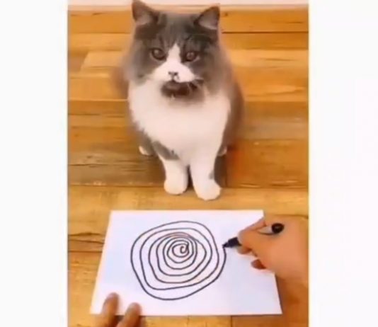Nikoli ne uganete takšen je odziv te mačke na preprosto risbico 😺