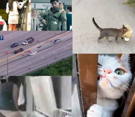 Se želite nasmejati? Tem šalam in videjem tega tedna se boste zagotovo (28. 09 – 3. 10)