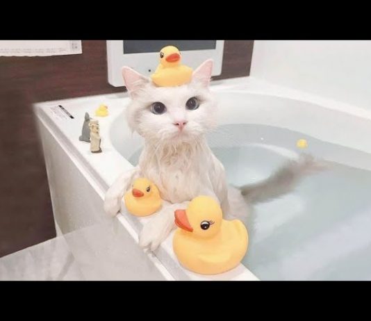 Nadvse smešno življenje mačk 😹😹