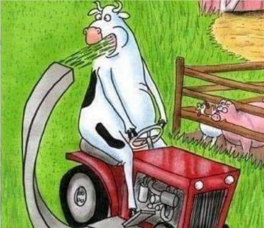 Črnogorske krave 🐄
