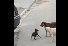 Pravi dokaz, da samozavest ne izvira iz fizične moči!