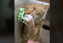 Mačke so nore na mačjo meto 😻