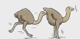 kamela