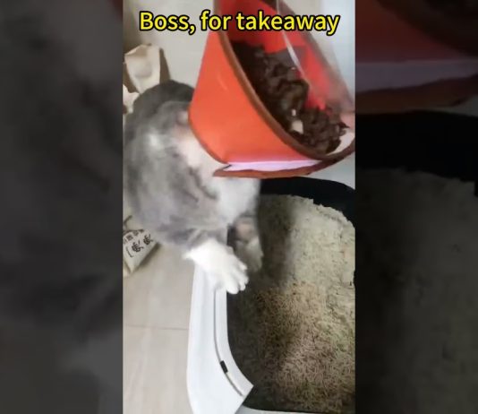 No, to pa je ena požrešna mucka 😹