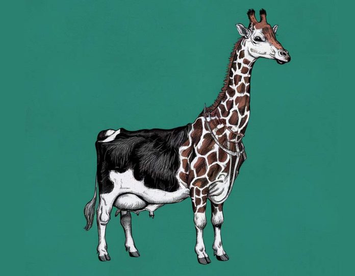 žirafa