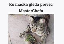 mačka-masterchef