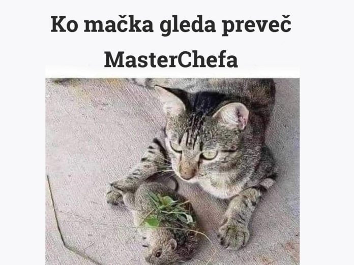 mačka-masterchef