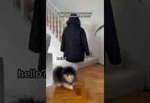 Tako se rešiti zelo navezanega psa za nekaj minut 😂