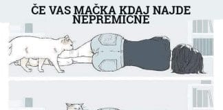 mačka-nepremične