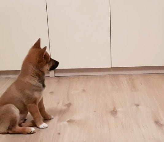 Pes ne more skriti navdušenja, ko se lastnik vrne domov