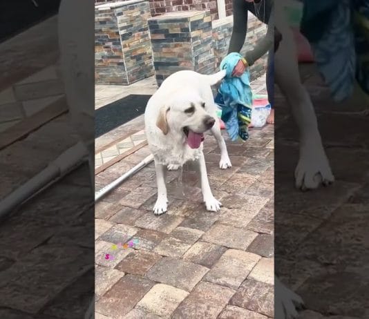 Tale pes bo lastnici povzročil nekaj sivih las