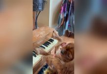 Pes igra klavir